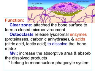Function: 
Clear zone: attached the bone surface to 
form a closed microenvironment 
Osteoclasts release lysosomal enzymes 
(proteinases, carbonic anhydrase), & acids 
(citric acid, lactic acid) to dissolve the bone 
matrix 
Mv.: increase the absorptive area & absorb 
the dissolved products 
* belong to mononuclear phagocyte system 
 