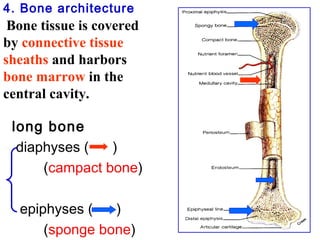 4. Bone architecture 
Bone tissue is covered 
by connective tissue 
sheaths and harbors 
bone marrow in the 
central cavity. 
long bone 
diaphyses ( ) 
(campact bone) 
epiphyses ( ) 
(sponge bone) 
 