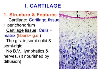 I. CARTILAGE 
Cartilage 
1. Structure & Features 
Cartilage: Cartilage tissue 
+ perichondrium 
 Cartilage tissue: Cells + 
matrix (fibers+ g.s.) 
 The g.s. is semi-solid & 
semi-rigid. 
 No B.V., lymphatics & 
nerves. (It nourished by 
diffusion) 
 