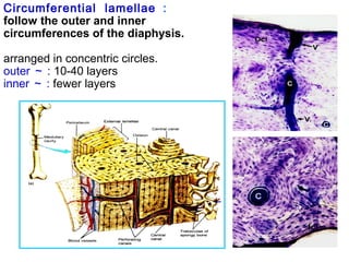 Circumferential lamellae ： 
follow the outer and inner 
circumferences of the diaphysis. 
arranged in concentric circles. 
outer～: 10-40 layers 
inner～: fewer layers 
 