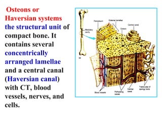 Osteons or 
Haversian systems 
the structural unit of 
compact bone. It 
contains several 
concentrically 
arranged lamellae 
and a central canal 
(Haversian canal) 
with CT, blood 
vessels, nerves, and 
cells. 
 