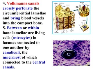 4. Volkmanns canals 
crossly perforate the 
circumferential lamellae 
and bring blood vessels 
into the compact bone. 
5. Between or within 
bone lamellae are living 
cells (osteocytes) in 
lacunae connected to 
one another by 
canaliculi, the 
innermost of which 
connected to the central 
canals. 
 