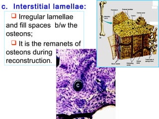 c. Interstitial lamellae: 
 Irregular lamellae 
and fill spaces b/w the 
osteons; 
 It is the remanets of 
osteons during 
reconstruction. 
I.L 
os 
 