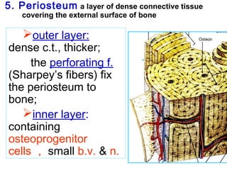 5. Periosteum a layer of dense connective tissue 
covering the external surface of bone 
outer layer: 
dense c.t., thicker; 
the perforating f. 
(Sharpey’s fibers) fix 
the periosteum to 
bone; 
inner layer: 
containing 
osteoprogenitor 
cells，small b.v. & n. 
 