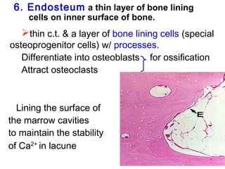 6. Endosteum a thin layer of bone lining 
cells on inner surface of bone. 
thin c.t. & a layer of bone lining cells (special 
osteoprogenitor cells) w/ processes. 
Differentiate into osteoblasts for ossification 
Attract osteoclasts 
Lining the surface of 
the marrow cavities 
to maintain the stability 
of Ca2+ in lacune 
 