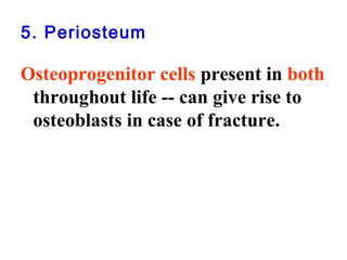 5. Periosteum 
Osteoprogenitor cells present in both 
throughout life -- can give rise to 
osteoblasts in case of fracture. 
 