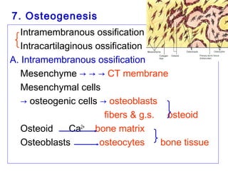 7. Osteogenesis 
Intramembranous ossification 
Intracartilaginous ossification 
A. Intramembranous ossification 
Mesenchyme → → → CT membrane 
Mesenchymal cells → 
→ osteogenic cells → osteoblasts 
fibers & g.s. osteoid 
Osteoid Ca2+ bone matrix 
Osteoblasts osteocytes bone tissue 
 