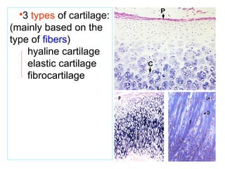 3 types of cartilage: 
(mainly based on the 
type of fibers) 
hyaline cartilage 
elastic cartilage 
fibrocartilage 
 
