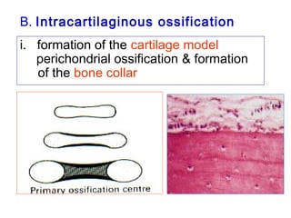B. Intracartilaginous ossification 
i. formation of the cartilage model 
ii. perichondrial ossification & formation 
of the bone collar 
 