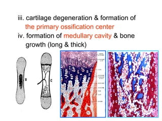 iii. cartilage degeneration & formation of 
the primary ossification center 
iv. formation of medullary cavity & bone 
growth (long & thick) 
 