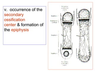 v. occurrence of the 
secondary 
ossification 
center & formation of 
the epiphysis 
 