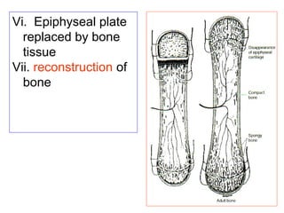 Vi. Epiphyseal plate 
replaced by bone 
tissue 
Vii. reconstruction of 
bone 
 