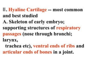 Ⅱ. Hyaline Cartilage -- most common 
and best studied 
A. Skeleton of early embryo; 
supporting structures of respiratory 
passages (nose through bronchi; 
larynx, 
trachea etc), ventral ends of ribs and 
articular ends of bones in a joint. 
 
