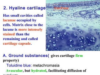 2. Hyaline cartilage trachea 
Has small cavities called 
lacunae occupied by 
cells. Matrix close to the 
lacune is more intensely 
stained than the 
remaining and called 
cartilage capsule. 
A. Ground substances( gives cartilage firm 
property) 
Toluidine blue: metachromasia 
Avascular, but hydrated, facilitating diffusion of 
nutrients. 
 