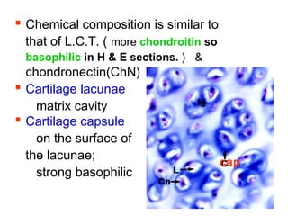  Chemical composition is similar to 
that of L.C.T. ( more chondroitin so 
basophilic in H & E sections. ) & 
chondronectin(ChN) 
 Cartilage lacunae: 
matrix cavity 
 Cartilage capsule: 
on the surface of 
the lacunae; 
strong basophilic 
cap 
 