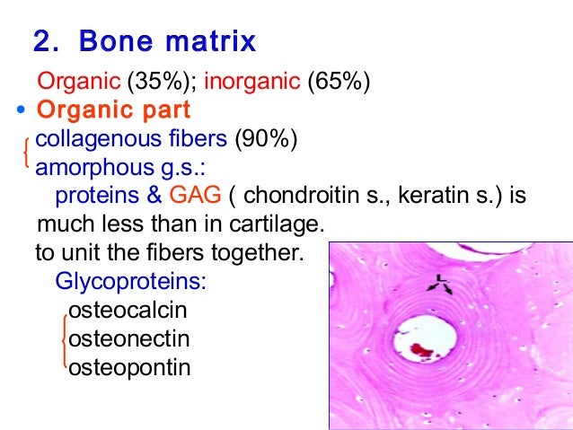 04 cartilages and bone
