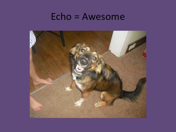 My dog echo