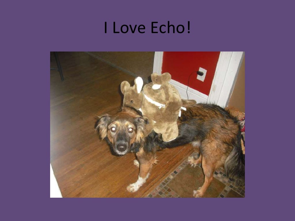 My dog echo