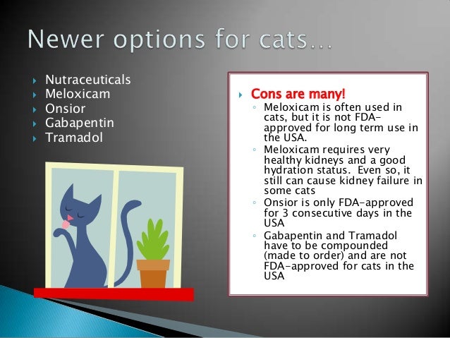 Onsior Cats Long Term Use Onsior Cats Long Term Use