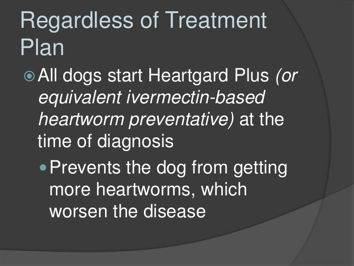 Doxycycline For Dogs Heartworms