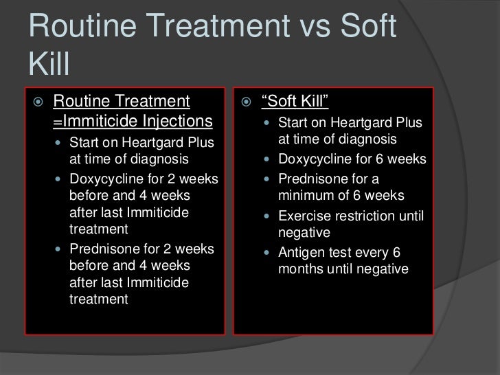 Doxycycline For Dogs Heartworms