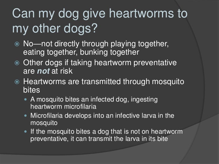 What Can I Give My Dog For Heartworms What Can I Give My Dog For Heartworms