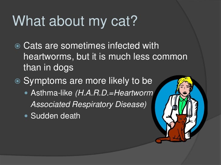 How Likely Is It My Dog Will Get Heartworms How Likely Is It My Dog Will Get Heartworms