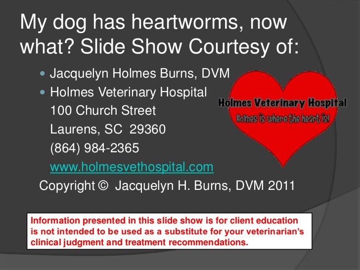 How Likely Is It That My Dog Will Get Heartworms How Likely Is It That My Dog Will Get Heartworms