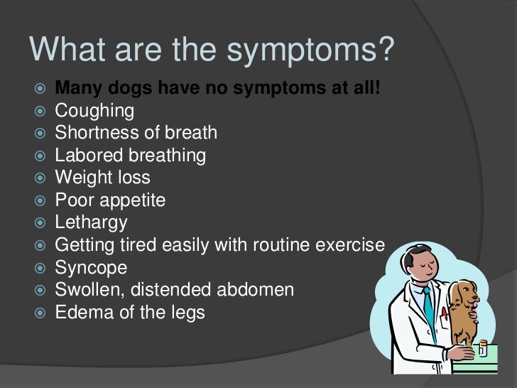 My dog has heartworms. Now what?