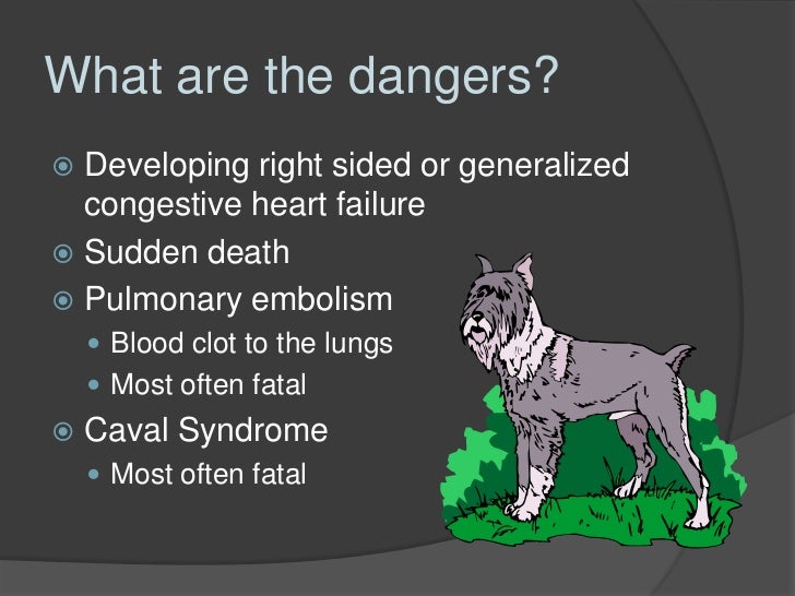 dog sudden death