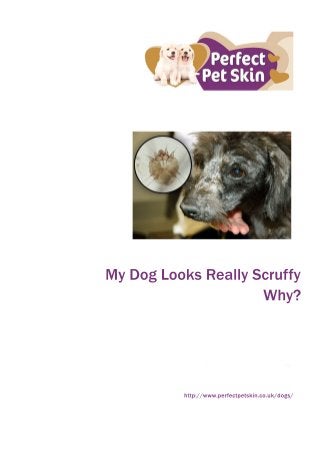 MyDogLooksReallyScruffy
Why?
http://www.perfectpetskin.co.uk/dogs/
 