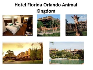 Hotel Florida Orlando Animal
           Kingdom
 