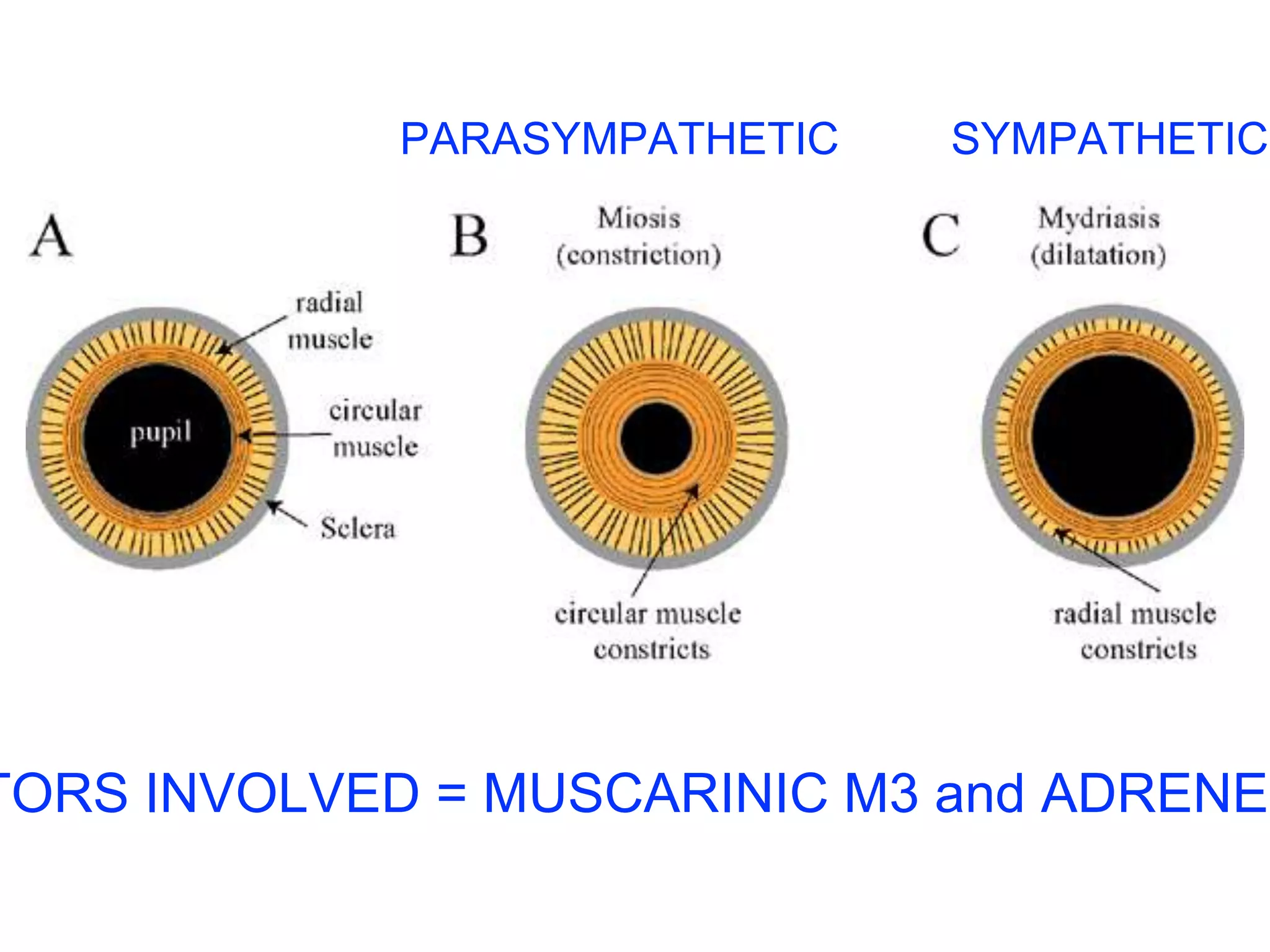 PARASYMPATHETIC SYMPATHETIC 
RECEPTORS INVOLVED = MUSCARINIC M3 and ADRENERGIC  