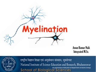 Aman Kumar Naik
Integrated M.Sc.
9/11/2015 :: National Institute of Science Education and Research ::
Myelination
 
