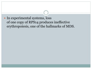  In experimental systems, loss
of one copy of RPS14 produces ineffective
erythropoiesis, one of the hallmarks of MDS.
 