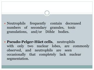  Neutrophils frequently contain decreased
numbers of secondary granules, toxic
granulations, and/or Döhle bodies.
 Pseudo-Pelger-Hüet cells, neutrophils
with only two nuclear lobes, are commonly
observed, and neutrophils are seen
occasionally that completely lack nuclear
segmentation.
 