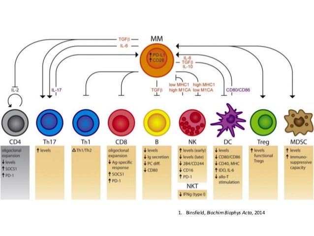 Immunotherapy for multiple myeloma