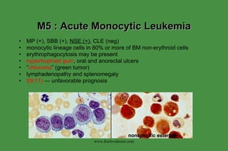 M5 : Acute Monocytic Leukemia MP (+), SBB (+),  NSE (+) , CLE (neg) monocytic lineage cells in 80% or more of BM non-erythroid cells erythrophagocytosis may be present hypertrophied gum , oral and anorectal ulcers “ chloroma ” (green tumor) lymphadenopathy and splenomegaly t(9;11)  --- unfavorable prognosis www.freelivedoctor.com 