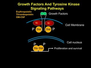 TK
Growth Factors And Tyrosine Kinase
Signaling Pathways
TK
StatStat
StatStat Proliferation and survival
P P
Cell Membrane
Cell nucleus
Growth Factors
PP
Erythropoietin
Thrombopoietin
GM-CSF
 