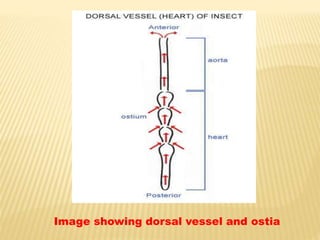 Image showing dorsal vessel and ostia
 