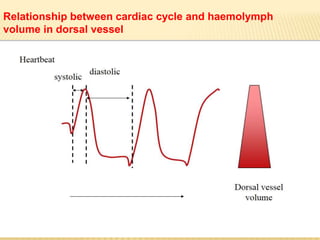 Relationship between cardiac cycle and haemolymph
volume in dorsal vessel
 