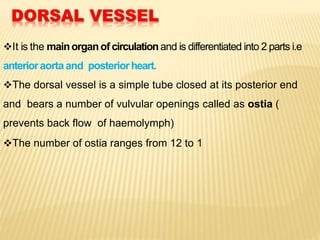 DORSAL VESSEL
It is the mainorganof circulationand is differentiated into 2 parts i.e
anterioraortaand posteriorheart.
The dorsal vessel is a simple tube closed at its posterior end
and bears a number of vulvular openings called as ostia (
prevents back flow of haemolymph)
The number of ostia ranges from 12 to 1
 