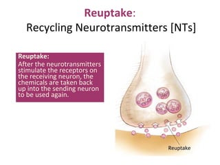 Reuptake:
Recycling Neurotransmitters [NTs]
Reuptake:
After the neurotransmitters
stimulate the receptors on
the receiving neuron, the
chemicals are taken back
up into the sending neuron
to be used again.

 