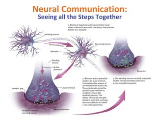 Neural Communication:
Seeing all the Steps Together

 
