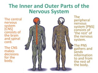 The Inner and Outer Parts of the
Nervous System
The central
nervous
system
[CNS]
consists of
the brain
and spinal
cord.
The CNS
makes
decisions
for the
body.

The
peripheral
nervous
system [PNS]
consists of
‘the rest’ of
the nervous
system.
The PNS
gathers and
sends
information
to and from
the rest of
the body.

 