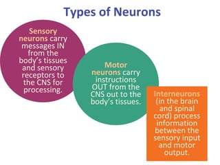Types of Neurons
Sensory
neurons carry
messages IN
from the
body’s tissues
and sensory
receptors to
the CNS for
processing.

Motor
neurons carry
instructions
OUT from the
CNS out to the
body’s tissues.

Interneurons
(in the brain
and spinal
cord) process
information
between the
sensory input
and motor
output.

 