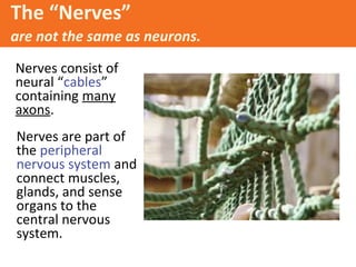 The “Nerves”
are not the same as neurons.
Nerves consist of
neural “cables”
containing many
axons.
Nerves are part of
the peripheral
nervous system and
connect muscles,
glands, and sense
organs to the
central nervous
system.

 