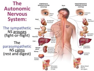 The
Autonomic
Nervous
System:
The sympathetic
NS arouses
(fight-or-flight)
The
parasympathetic
NS calms
(rest and digest)

 