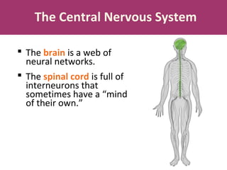 The Central Nervous System
 The brain is a web of
neural networks.
 The spinal cord is full of
interneurons that
sometimes have a “mind
of their own.”

 