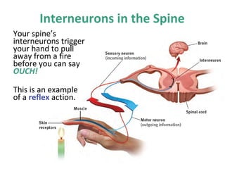 Interneurons in the Spine
Your spine’s
interneurons trigger
your hand to pull
away from a fire
before you can say
OUCH!
This is an example
of a reflex action.

 